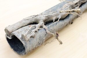 How to Prevent Tree Roots from Damaging Your Sewer Line